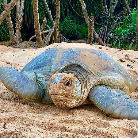 Turtle Paradise تانجالي المظهر الخارجي الصورة