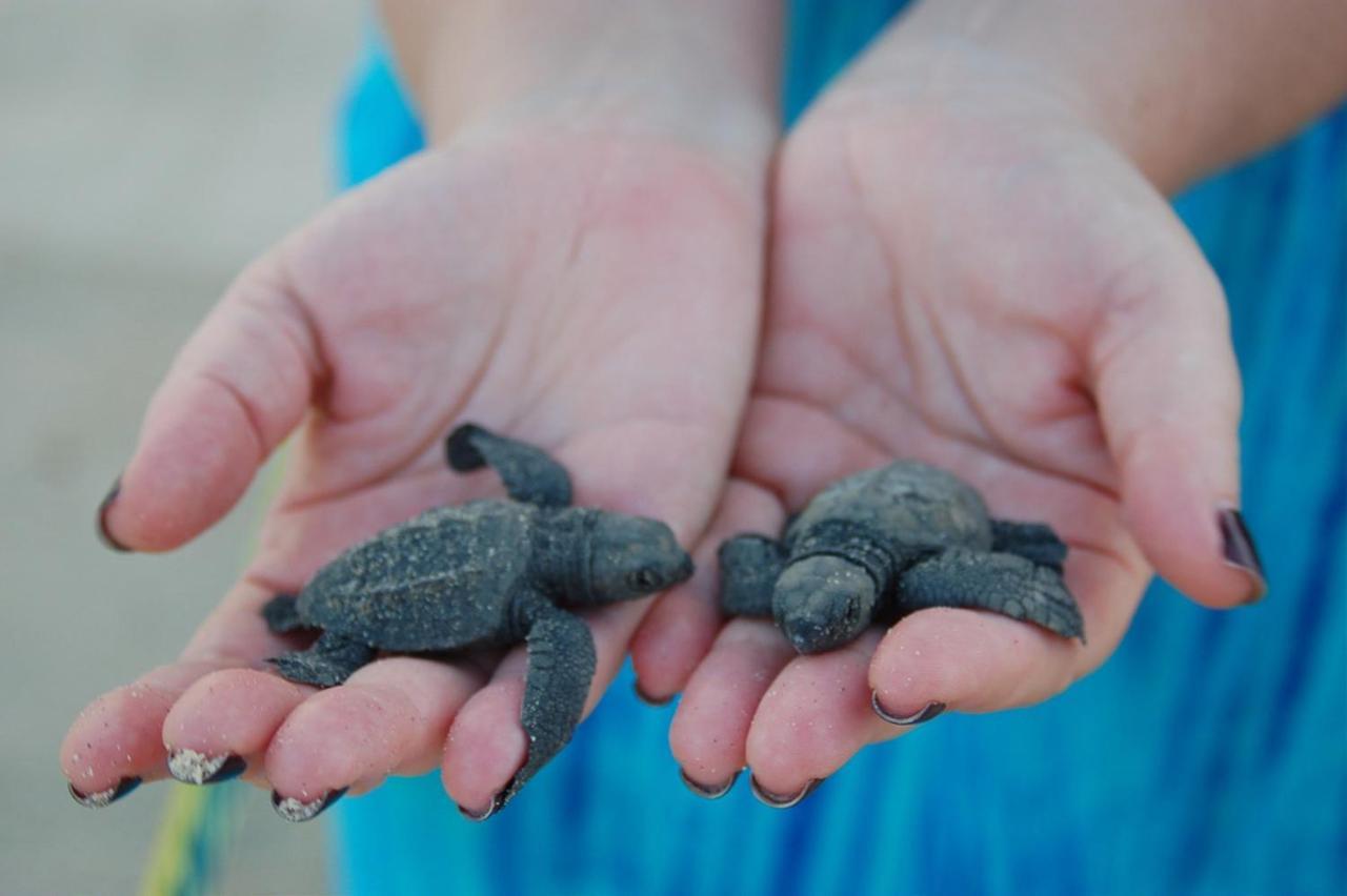Turtle Paradise تانجالي المظهر الخارجي الصورة