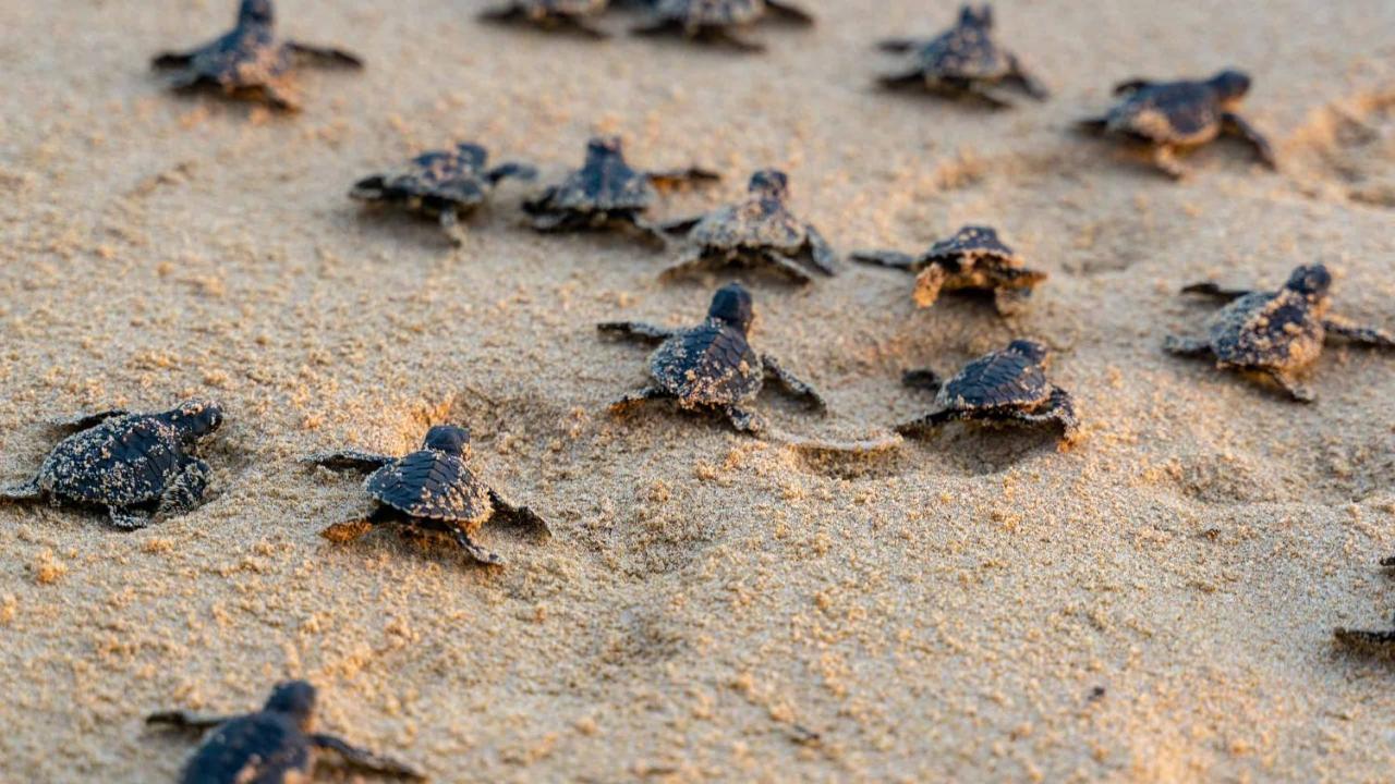 Turtle Paradise تانجالي المظهر الخارجي الصورة