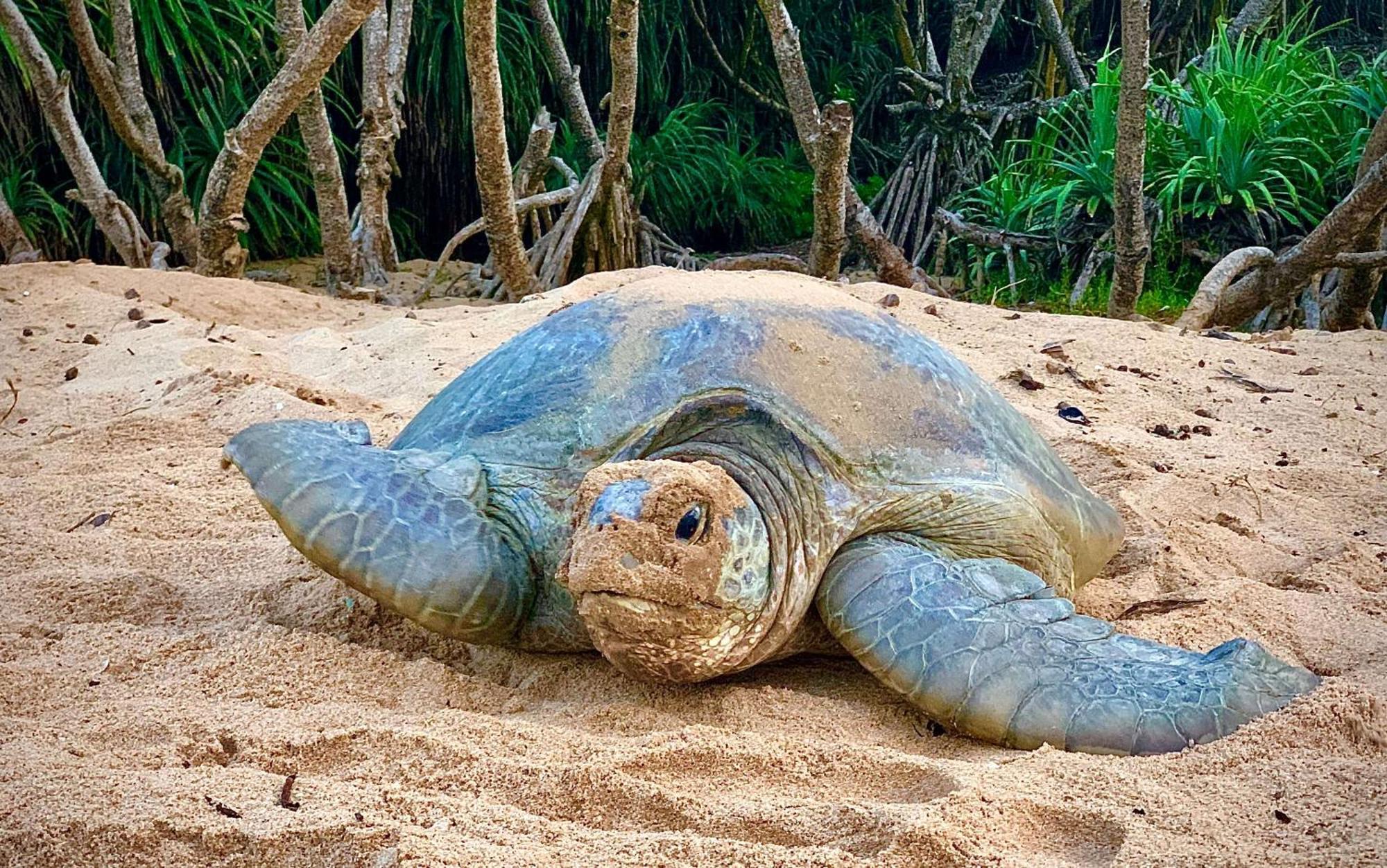 Turtle Paradise تانجالي المظهر الخارجي الصورة